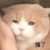 萌宠 猫星人 懂了 无奈 搞怪 呆萌