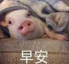 萌宠 小猪 早安 打招呼 呆萌 可爱