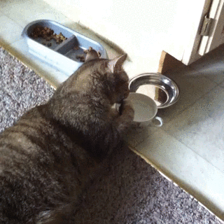 猫咪 喝水方式 高大上 搞笑