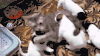 斗牛犬 猫咪 嬉戏 调皮 惊吓 萌宠