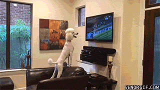 贵宾犬 poodle 看电视 兴奋