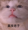 萌宠1喵星人 莫挨老子 走开 呆萌 可爱