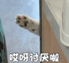 萌宠 喵星人 哎呀讨厌啦 你走开啦 呆萌 可爱