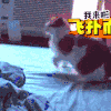 猫 喵星人 搞笑 萌宠 可爱
