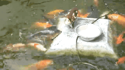 小鸭子 金鱼 吃食 可爱