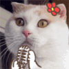 麦克 猫咪 红花 爪子
