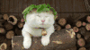 小猫 吹风 可爱 毛茸茸