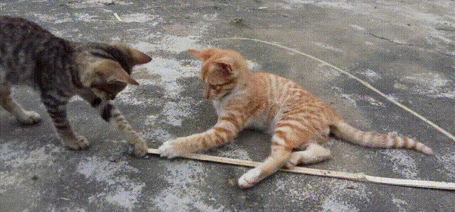 猫咪 玩耍 可爱 花纹