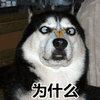 为什么 哈士奇 二哈 蒙圈