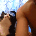 卖萌 猫咪 亲吻