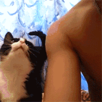 卖萌 猫咪 亲吻