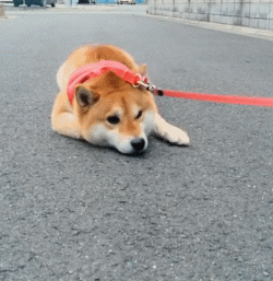 汪星人 萌宠 可爱 狗狗