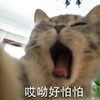 萌宠 猫星人 哎呦好怕怕 无奈 呆萌 可爱