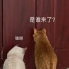 萌宠 猫星人 谁啊 是谁来了 呆萌 可爱