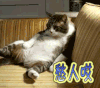 猫咪 喵星人 愁人哎 伤心