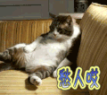 猫咪 喵星人 愁人哎 伤心