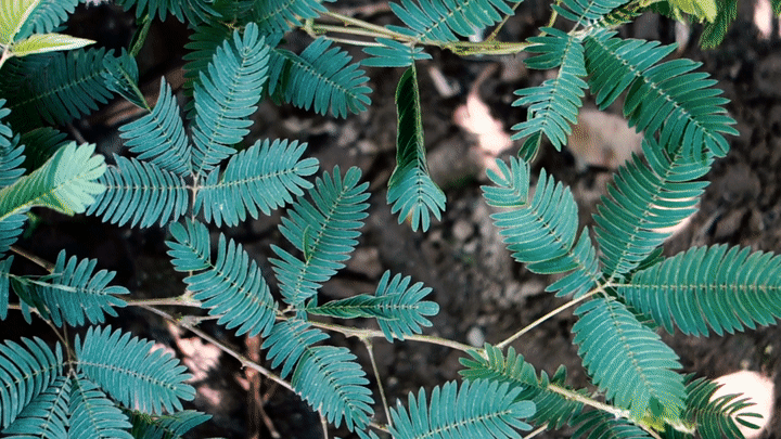 植物 含羞草 可爱 害羞 萌萌哒 触碰