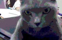 猫咪 眼神 恐怖 搞笑