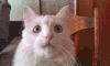 猫 傻逼 搞怪 卡哇伊