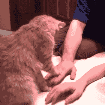 猫咪 手掌 摁住 可爱