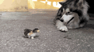 猫咪 渺小 挑战 霸气