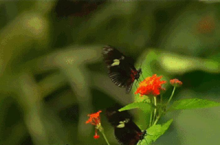 蝴蝶 飞舞 花朵 可爱