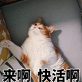 来啊 快活啊 猫