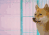 萌主来了 柴犬