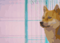 萌主来了 柴犬
