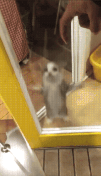 小猫 跳跃 可爱 玻璃