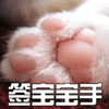 萌宠 猫 喵星人 soogif soogif出品