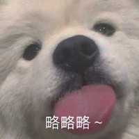 萌宠 汪星人 略略略 吐舌头 搞怪 逗