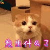 soogif soogif出品 萌宠 猫 发生什么了