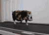 猪 萌宠