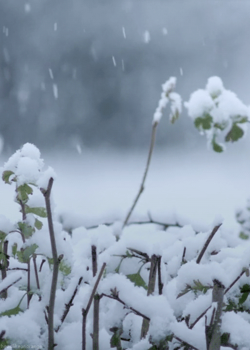 冬季 下雪 植物 美景
