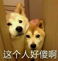 萌宠 汪星人 这个人好傻啊 智商堪忧 呆萌 憨憨