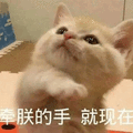 朕 手 现在 猫