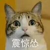 猫咪 可爱 恶搞 呆萌 斗图 震惊怂