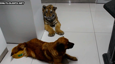 老虎 动物 狗 玩耍