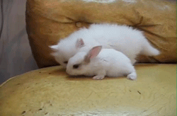 猫咪 兔子 紧张 沙发