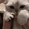 萌宠 猫星人 无聊 猫爪 呆萌 可爱