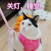 萌宠 猫星人 关灯 睡觉 呆萌 可爱