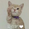 萌宠 猫星人 爱你呦 开心 呆萌 可爱