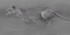萌宠 狮子 lion