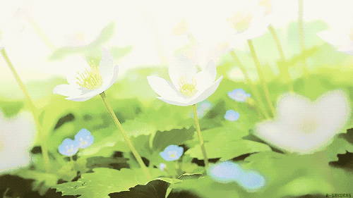 白色野花 蓝色野花 绿叶 唯美 自然现象