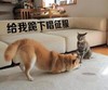 汪星人 喵星人 搞笑 跪下 给我跪下唱征服