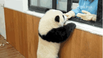熊猫 爬窗 踩踏 可爱
