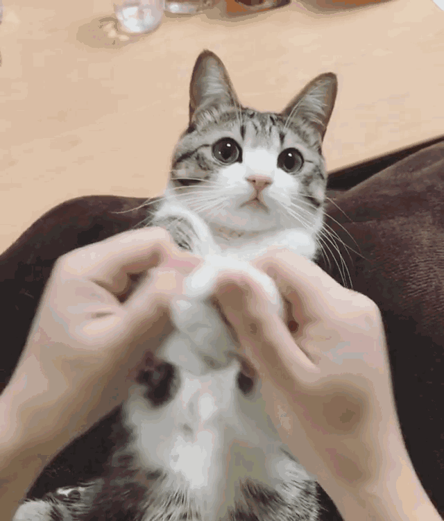 萌宠  猫咪  可爱  漂亮  眉清目秀