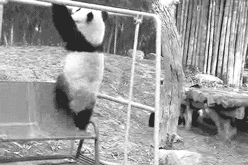 熊猫 笨笨的 掉下来 胖乎乎