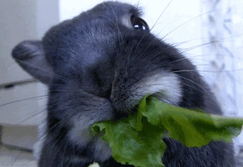 兔子 可爱 吃萝卜 咀嚼 呆萌